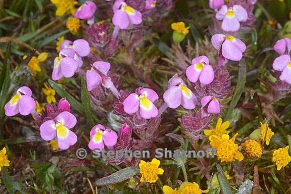 triphysaria eriantha ssp rosea 2 graphic